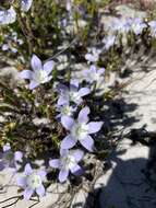 Image of Roella prostrata E. Mey. ex A. DC.