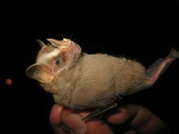 Image of Heller's Broad-nosed Bat