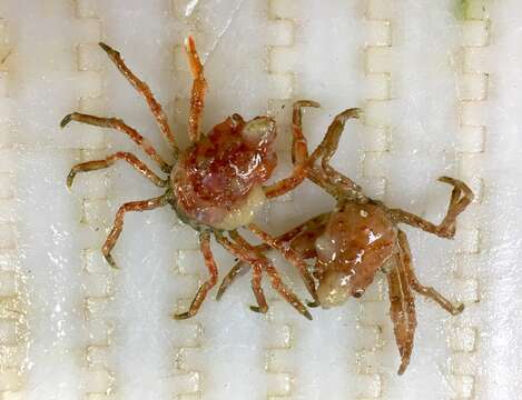 Image of Arctic lyre crab