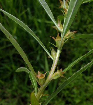 Image of manyfruit primrose-willow