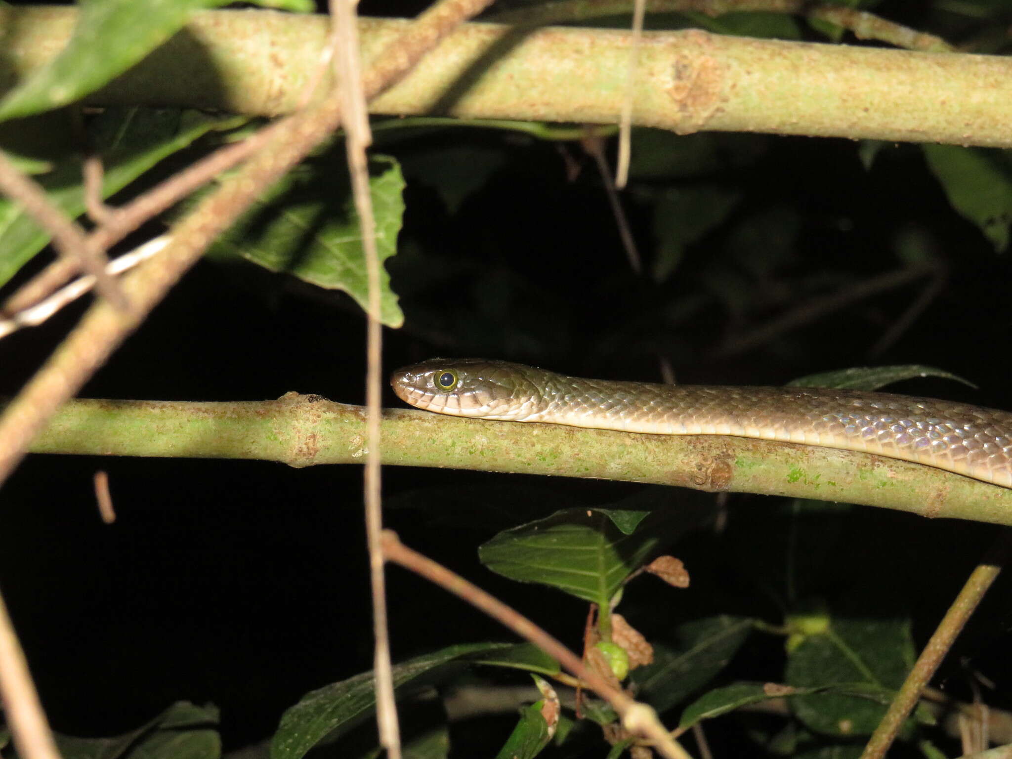 Image of Red-sided Keelback Water Snake