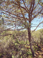 Cupressus macnabiana A. Murray bis resmi