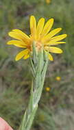 Image of Oedera pungens subsp. pungens