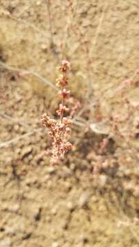 Imagem de Eriogonum polycladon Benth.