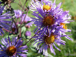 Image of Michaelmas daisy