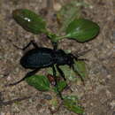 Image of Carabus (Procerus) scabrosus audouini Brullé 1835