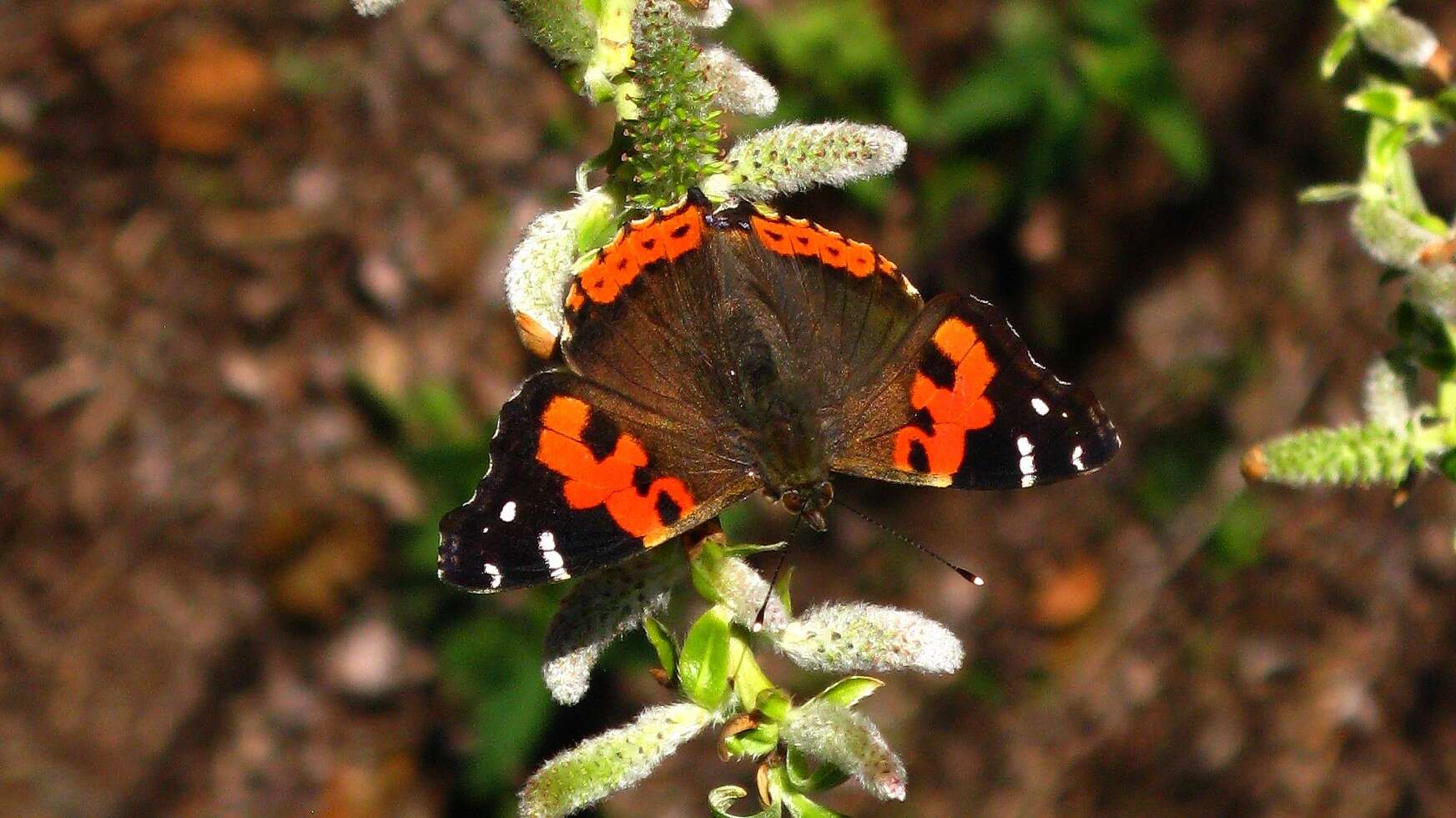 Image of Vanessa vulcania Godart 1819