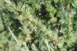 Image of American Larch