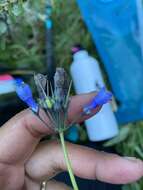 Image of Alaska tall bluebells