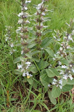 Image of Ajuga ophrydis Burch. ex Benth.