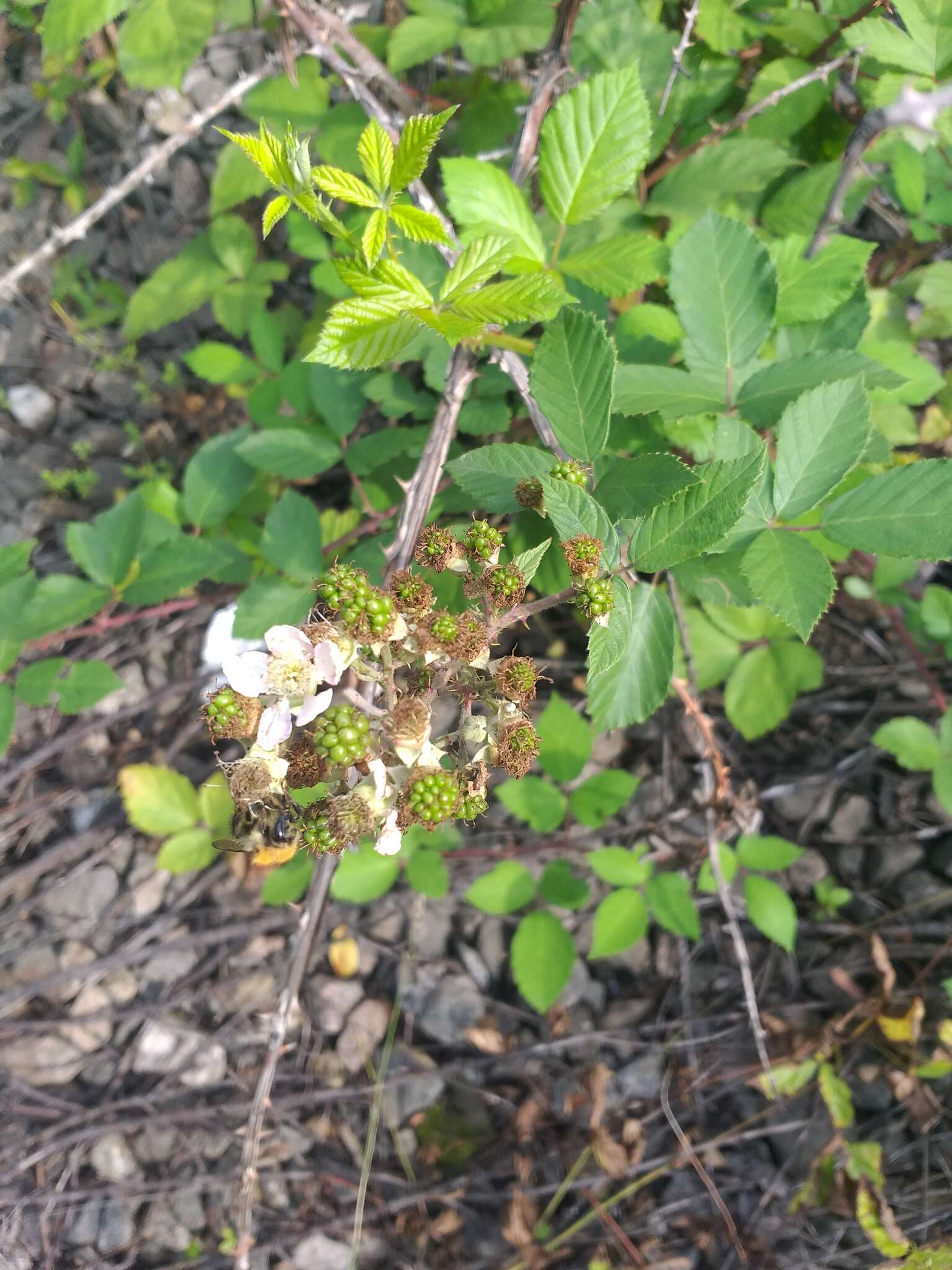 Image of Rubus procerus P. J. Müll. ex Genev.