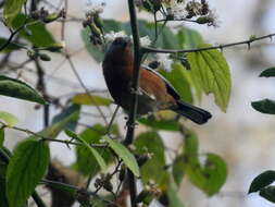 Image of Rusty-browed Warbling Finch