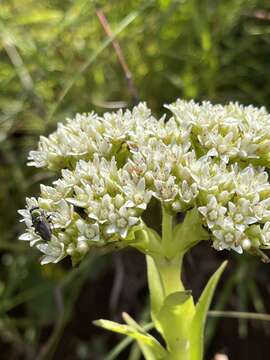 Crassula vaginata subsp. vaginata resmi