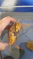 Image of Jonah crab