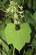 Image of Echinopepon pubescens (Benth.) Rose