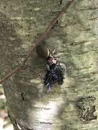 Image of Tawny Jumping Spider