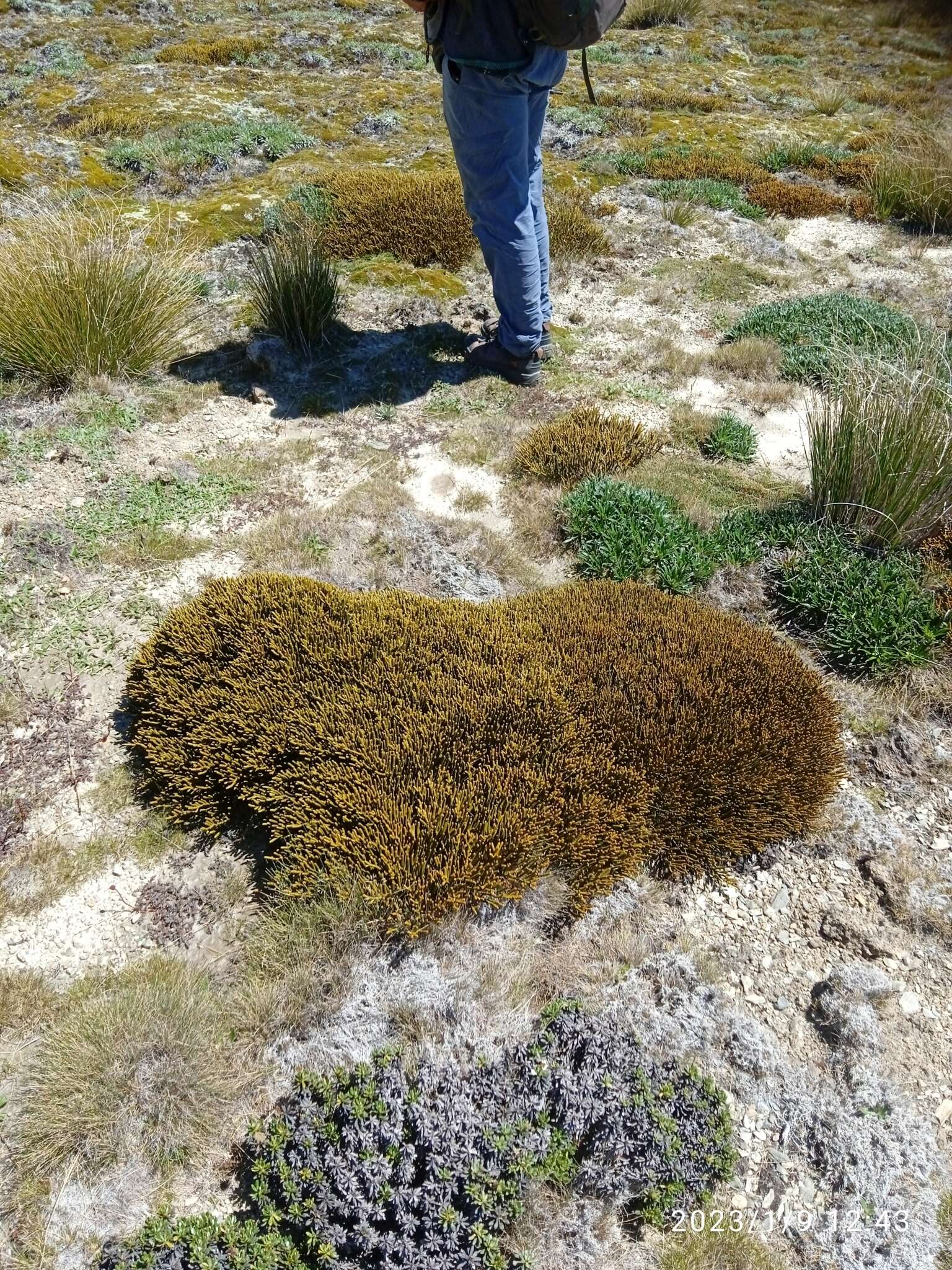 Image of Veronica hectorii subsp. demissa (G. Simpson) Garn.-Jones