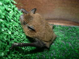 Image of Nathusius' Pipistrelle