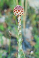 Image of Syncarpha loganiana (Compt.) B. Nord.