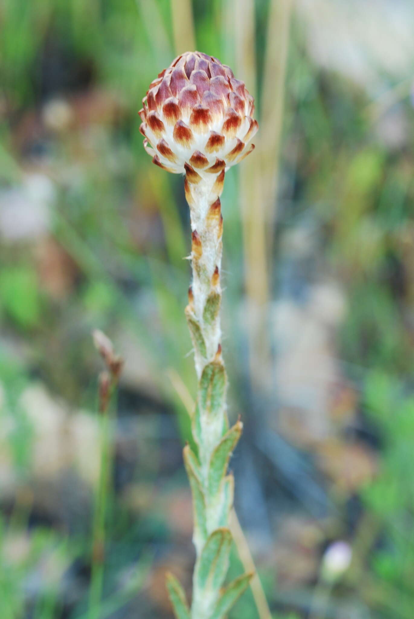 Image of Syncarpha loganiana (Compt.) B. Nord.