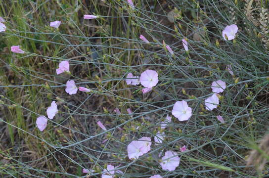 Image of Convolvulus pseudocantabrica Schrenk