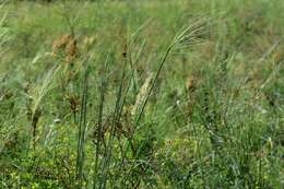 Imagem de Stipa capillata L.