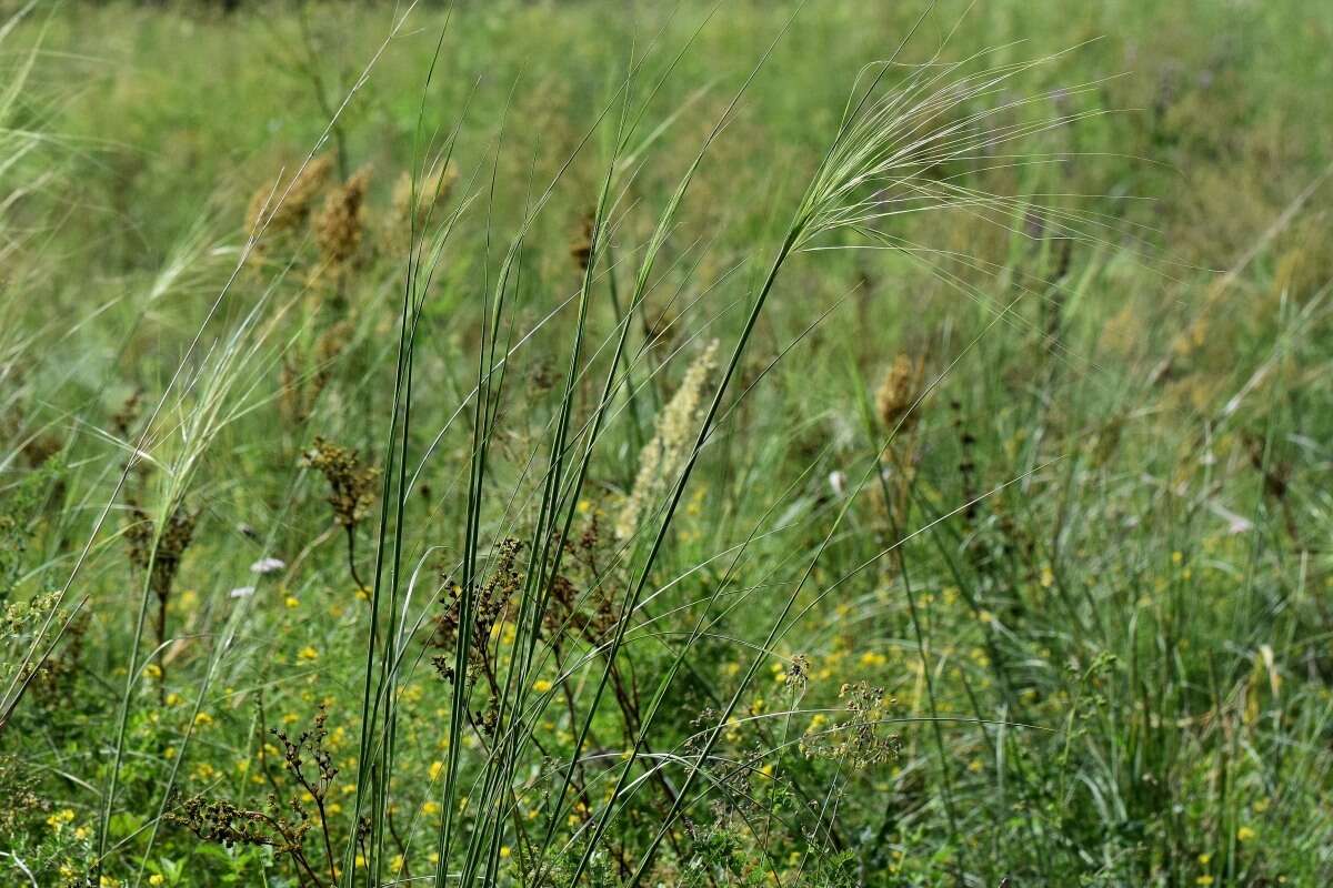 Imagem de Stipa capillata L.