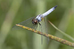 Слика од Aethriamanta gracilis (Brauer 1878)