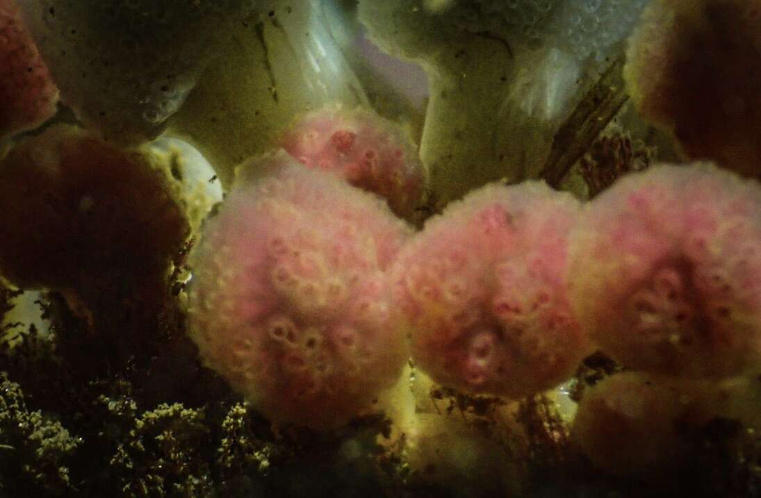 Image of Hypsistozoa fasmeriana (Michaelsen 1924)