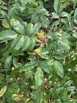 Слика од Rosa virginiana subsp. virginiana