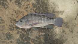 Image de Oreochromis niloticus (Linnaeus 1758)