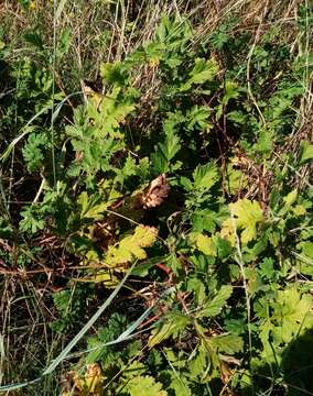 Imagem de Erodium ruthenicum Bieb.