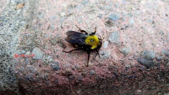 Image of Bombus steindachneri Handlirsch 1888