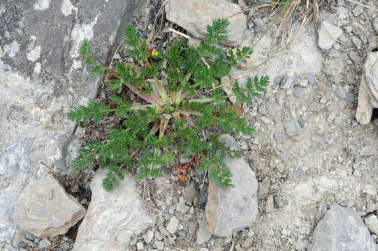 Image of Chaerophyllum taiwanianum (Masam.) K. F. Chung