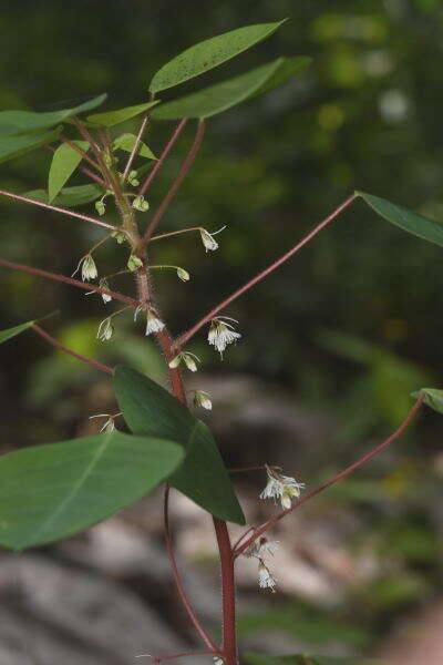 صورة Euphorbia eglandulosa V. W. Steinm.