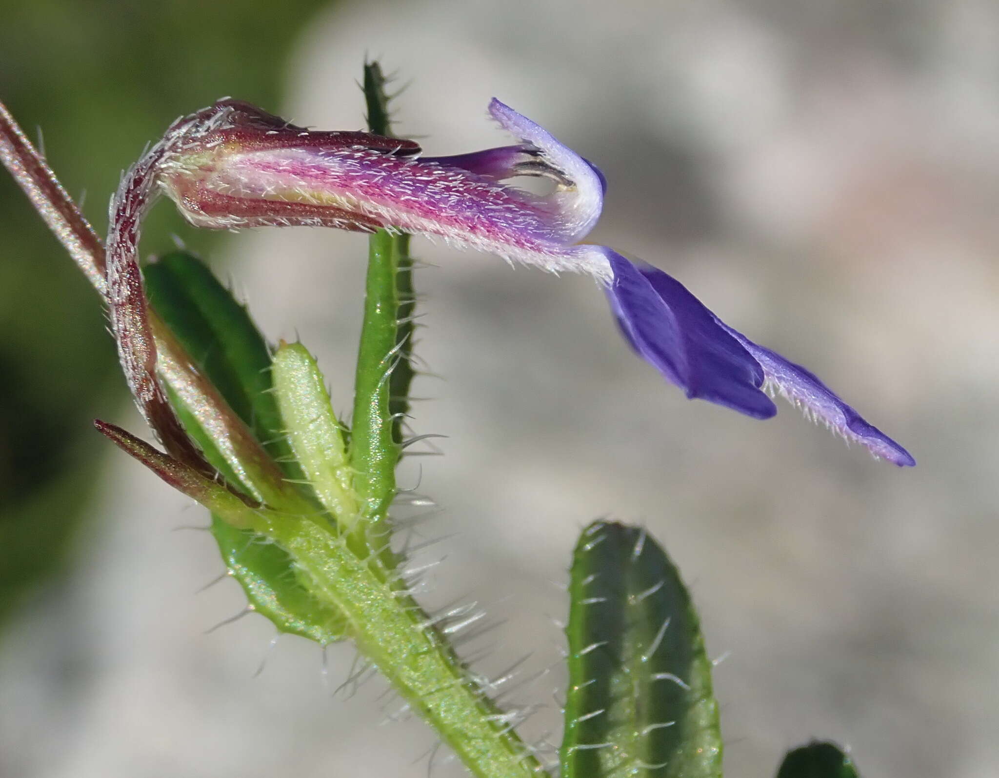 Image de Lobelia neglecta Schult.