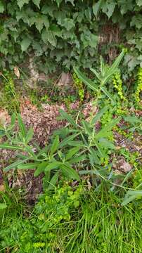 Image of Sonchus brachyotus DC.