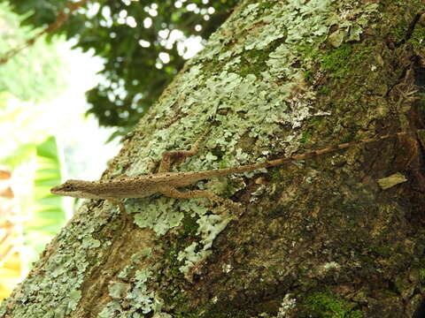 Image of Blemished Anole