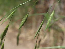 Imagem de Bromus catharticus var. catharticus