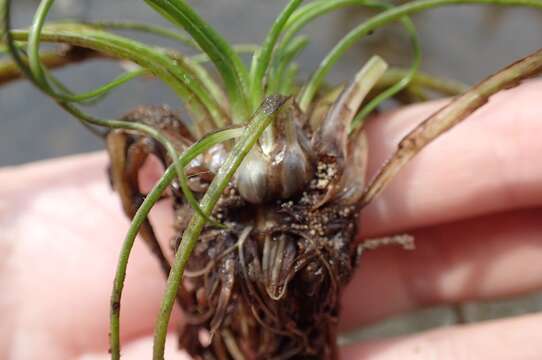 Image of spiny-spored quillwort