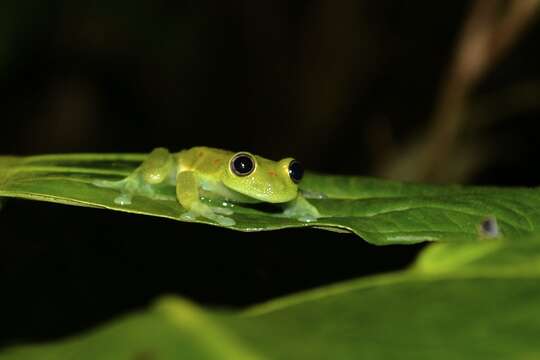 Image of Nymphargus grandisonae (Cochran & Goin 1970)