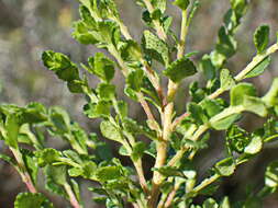 Image of Agathosma venusta (Eckl. & Zeyh.) Pillans