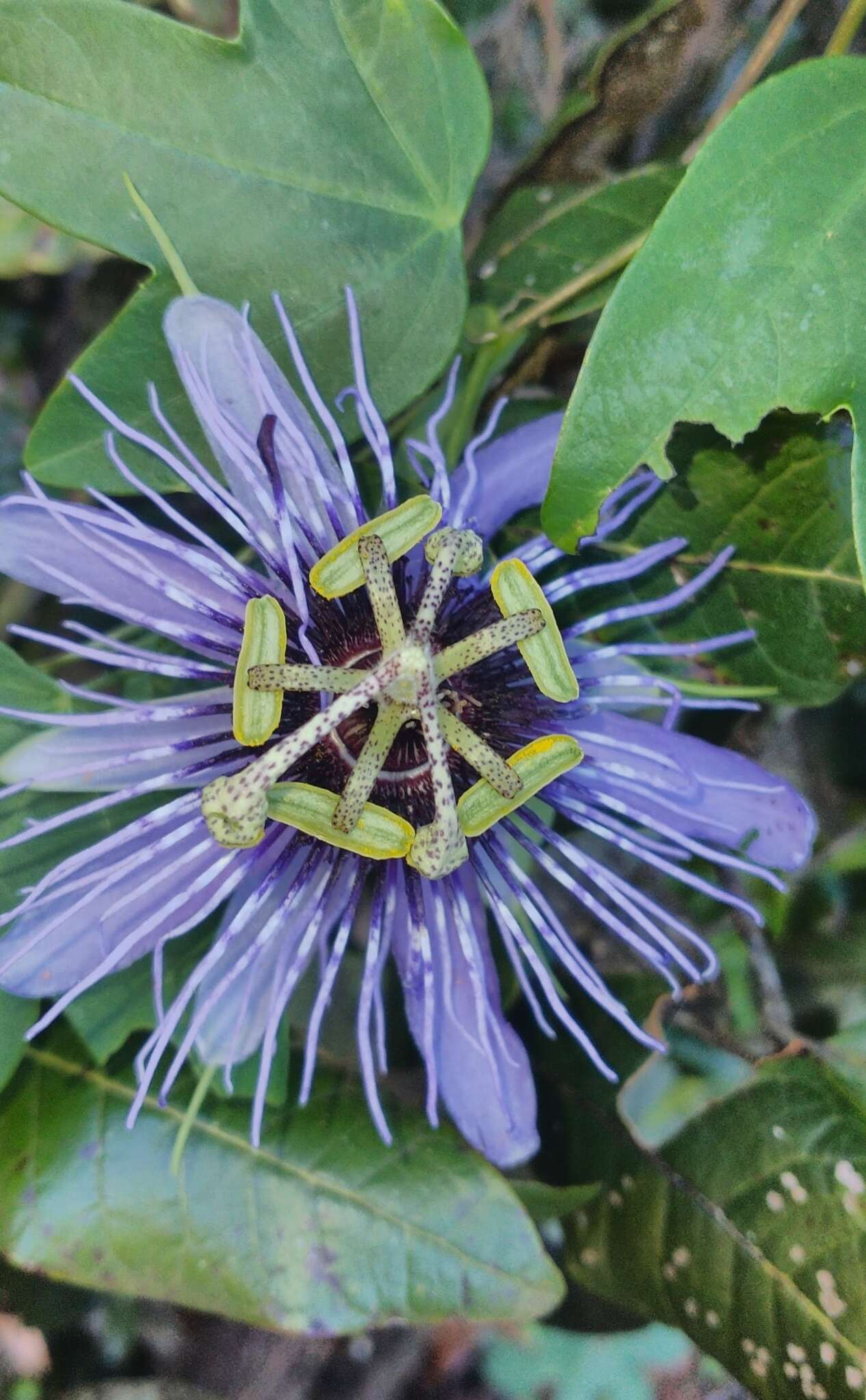 Image de Passiflora amethystina Mikan