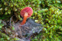 Слика од Hygrocybe rubrocarnosa (G. Stev.) E. Horak 1971