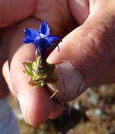 Image of Gentiana terglouensis subsp. schleicheri (Vacc.) Tutin