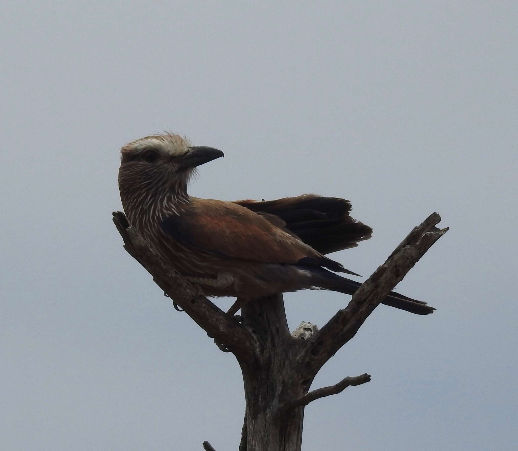 Image of Purple Roller