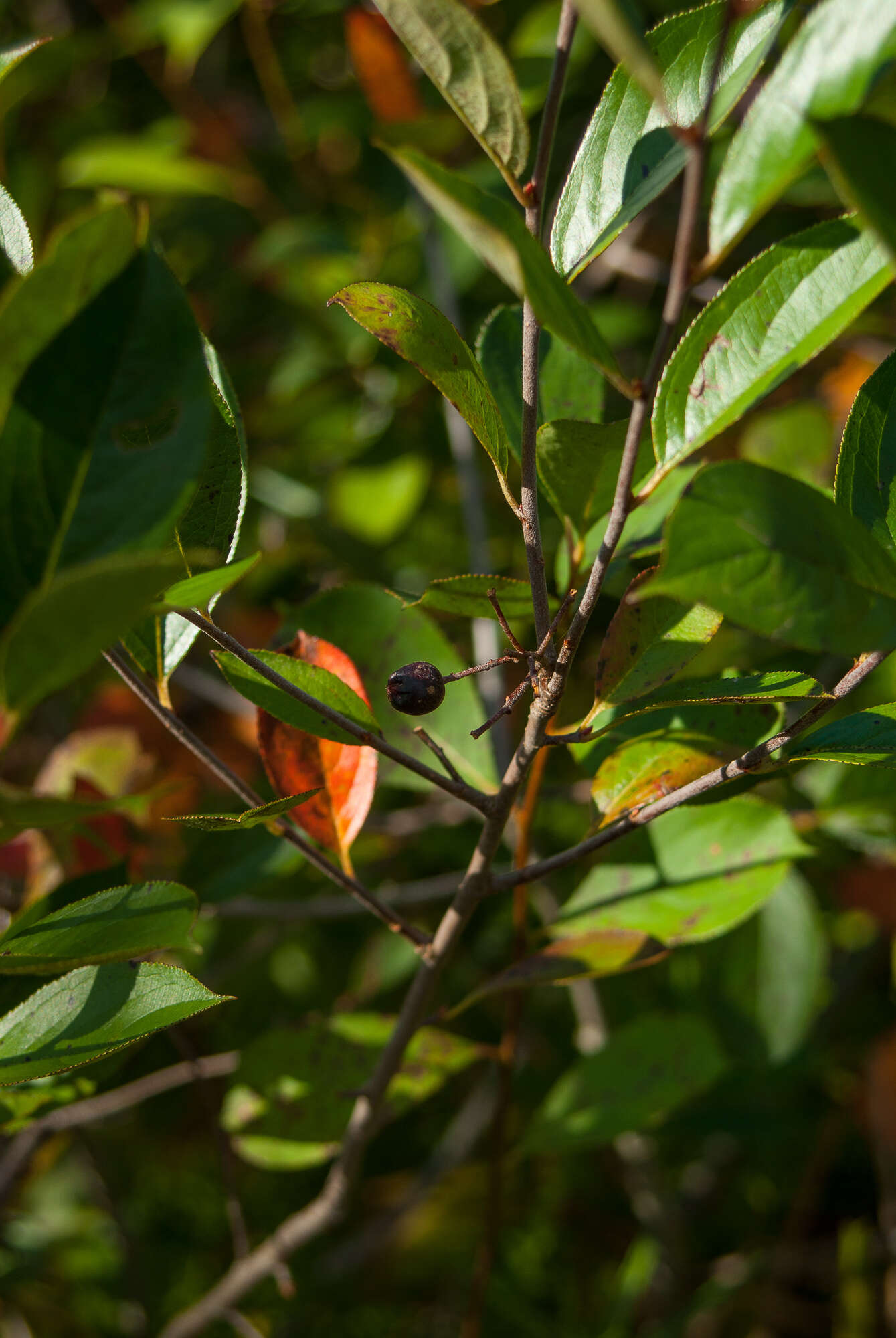 Photinia floribunda (Lindl.) K. R. Robertson & J. B. Phipps的圖片