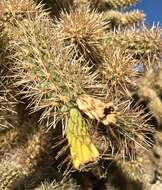 Image de Cylindropuntia fosbergii (C. B. Wolf) Rebman, M. A. Baker & Pinkava