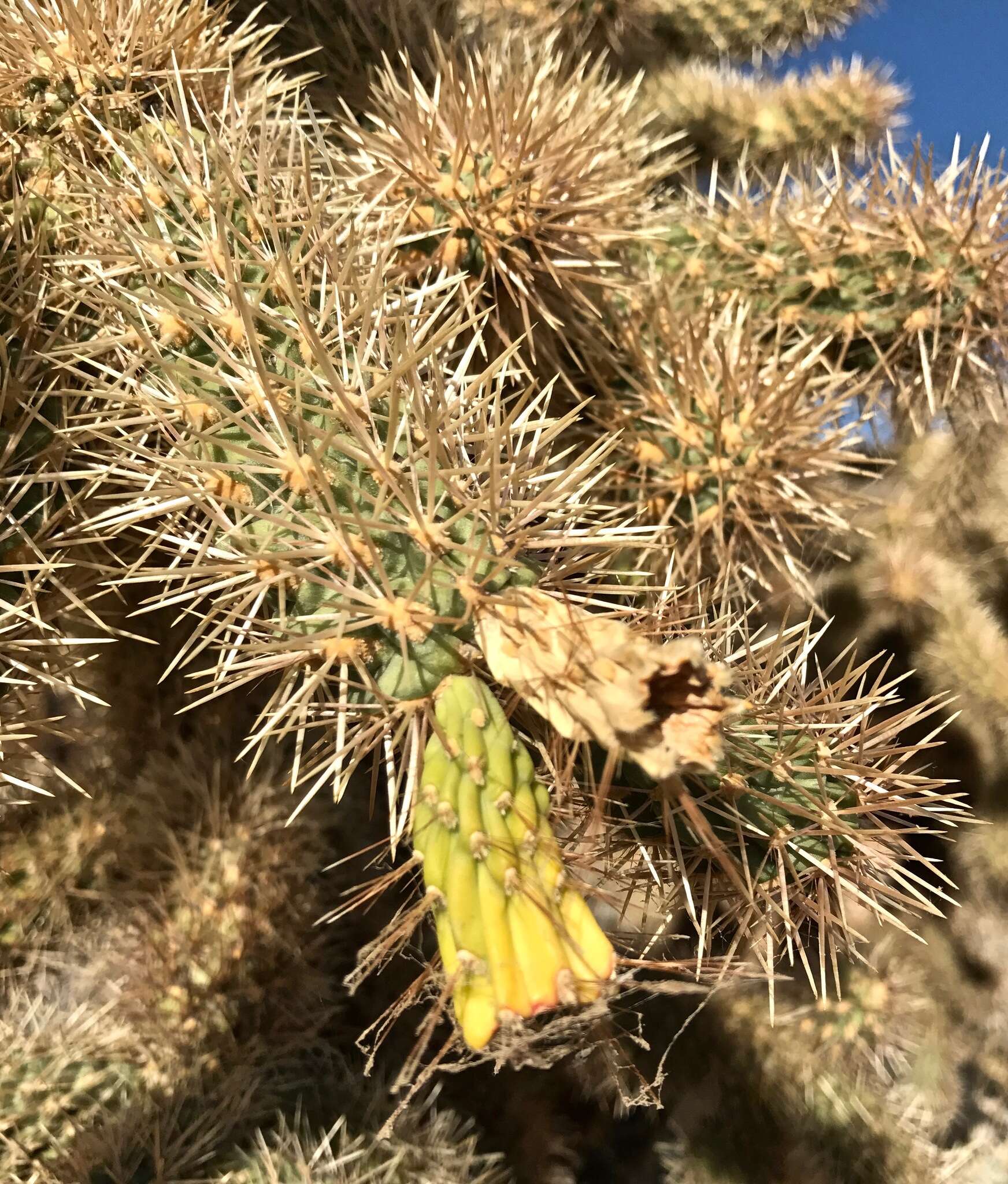 Image de Cylindropuntia fosbergii (C. B. Wolf) Rebman, M. A. Baker & Pinkava