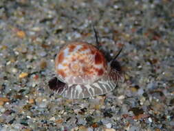 Image of Hebrew moon shell